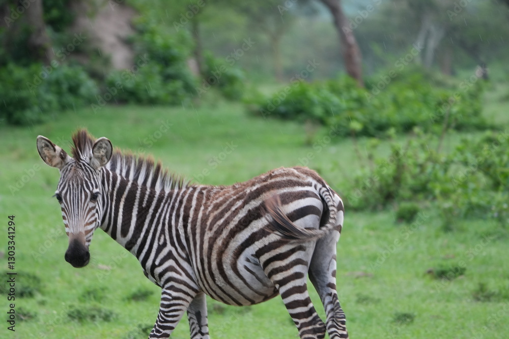 Fototapeta premium zebra grazing in lake mburo national park uganda, ugandese zebra