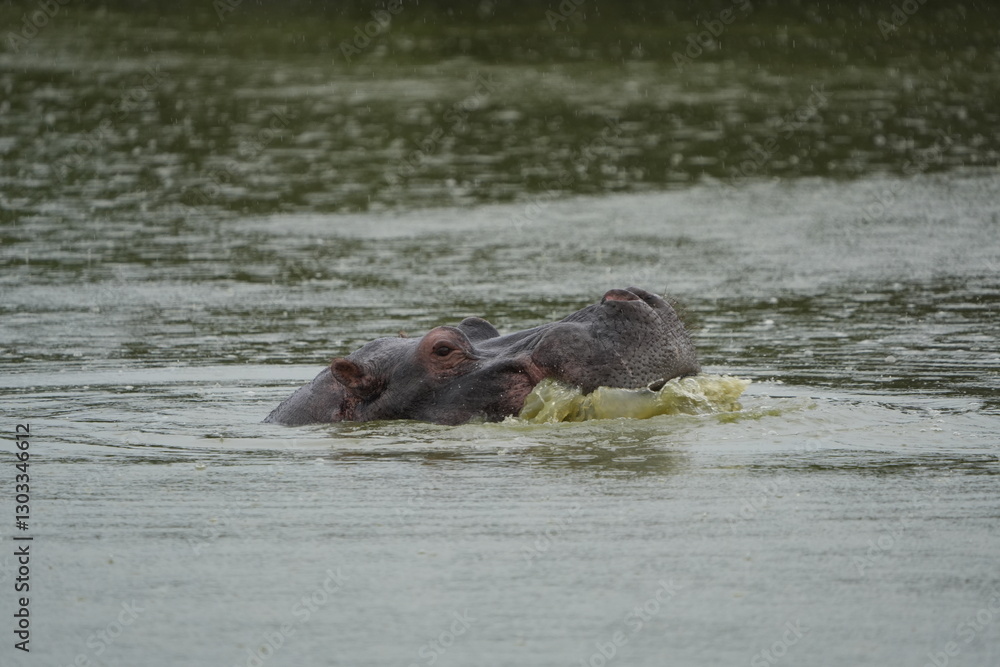 hippopotamus swimming in the water, lake mburo, uganda hippopotamus swimming in the water, lake mburo, uganda
