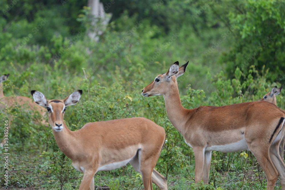 Impalas Grazing in the Bush – Lake Mburo National Park, Uganda Impalas Grazing in the Bush – Lake Mburo National Park, Uganda