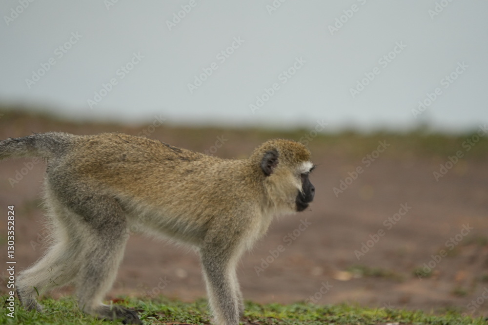 Obraz premium portrait of a vervet monkey walking along the shores of lake mburo in Uganda