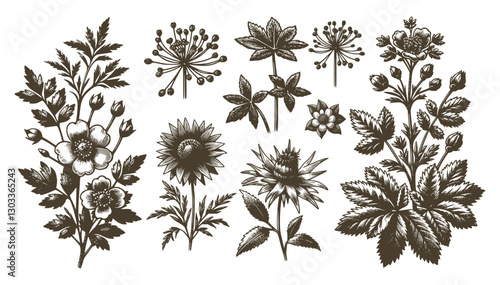 Vintage Engraved Wildflower Vector Sketch Set Collection Featuring Rustic Botanical Flowers, Leaves, Buds, And Seed Heads In Classic Style  