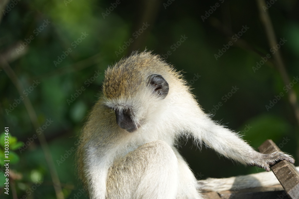 Obraz premium close up portrait of a vervet monkey in lake mburo national park uganda