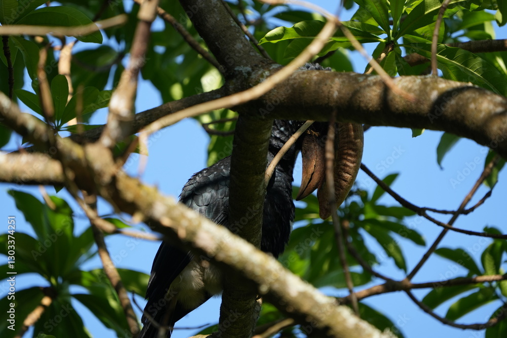 Fototapeta premium Silvery-Cheeked Hornbill Perched in Tree – Arusha National Park, Tanzania