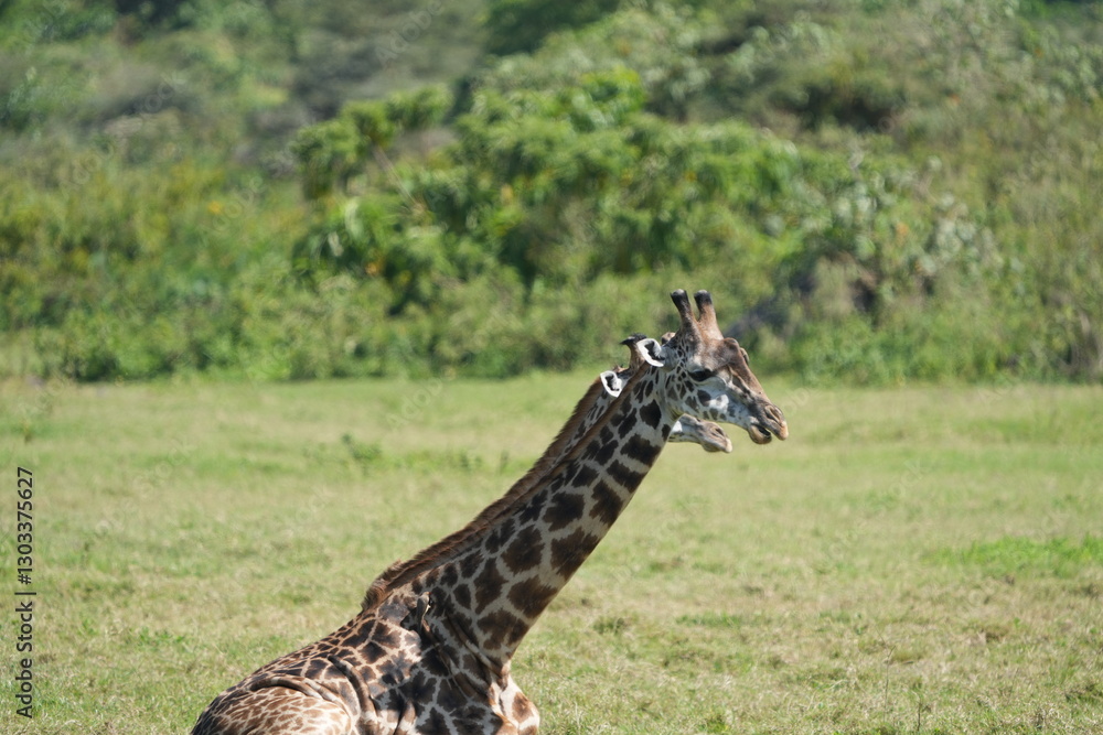 Obraz premium Resting Giraffes in Arusha National Park, Tanzania
