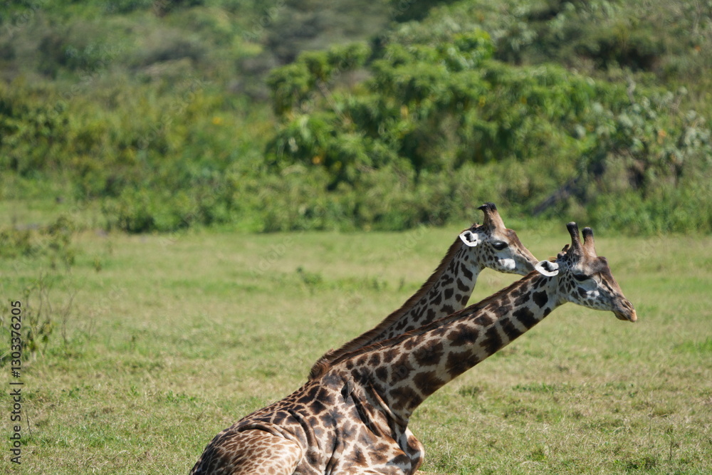 Obraz premium Resting Giraffes in Arusha National Park, Tanzania