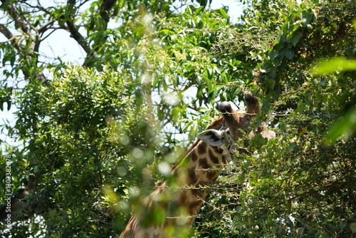 Canvas Print close up of a giraffe eating in arusha national park tanzania