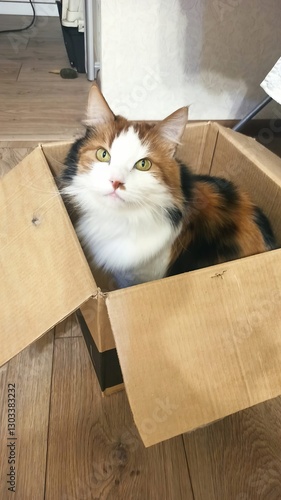 cat in box