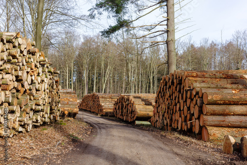Freshly cut timber logs are stacked along a dirt road through a bare winter forest.