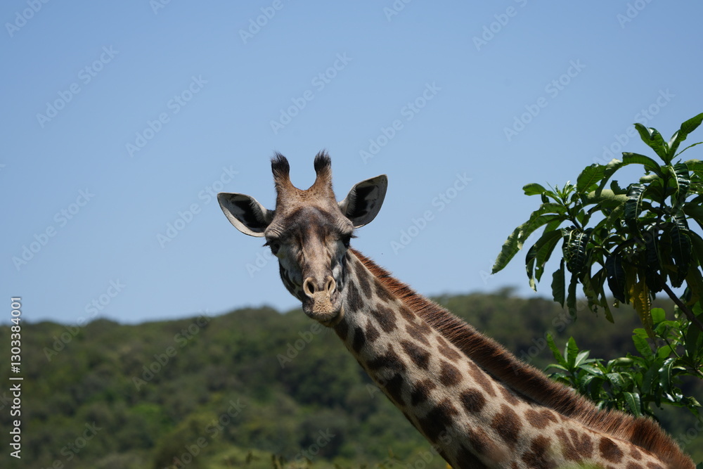 Fototapeta premium portrait headshot of a giraffe in arusha national park tanzania