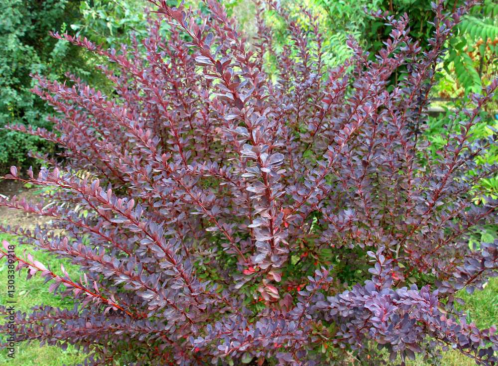 Obraz premium Thunberg barberry (Berberis thunbergii) grows in the garden