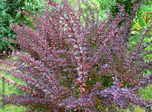 Fotografie Thunberg barberry (Berberis thunbergii) grows in the garden