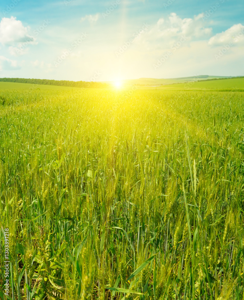 Wheat field and colorful sunrise. Wheat field and colorful sunrise.
