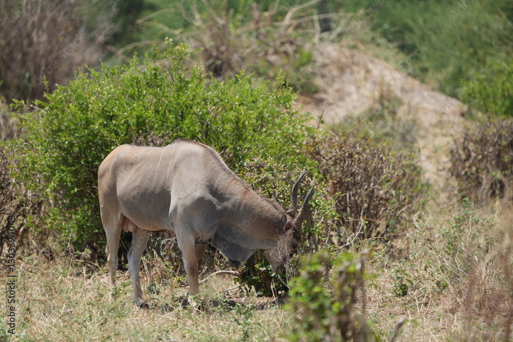 Obraz premium portrait of a waterbuck in tarangire national park tanzania