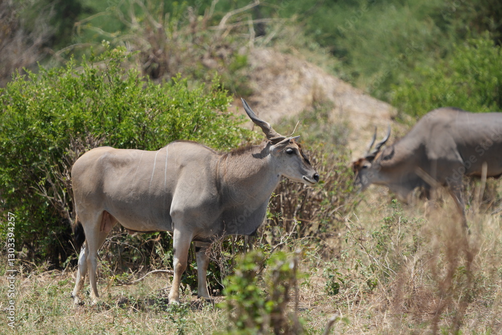 Fototapeta premium portrait of a waterbuck in tarangire national park tanzania