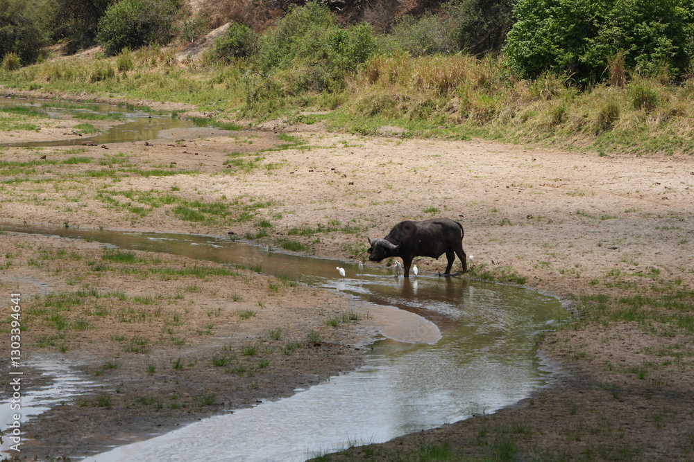 old male buffalo standing at a river in dry season in tarangire national park tanzania old male buffalo standing at a river in dry season in tarangire national park tanzania