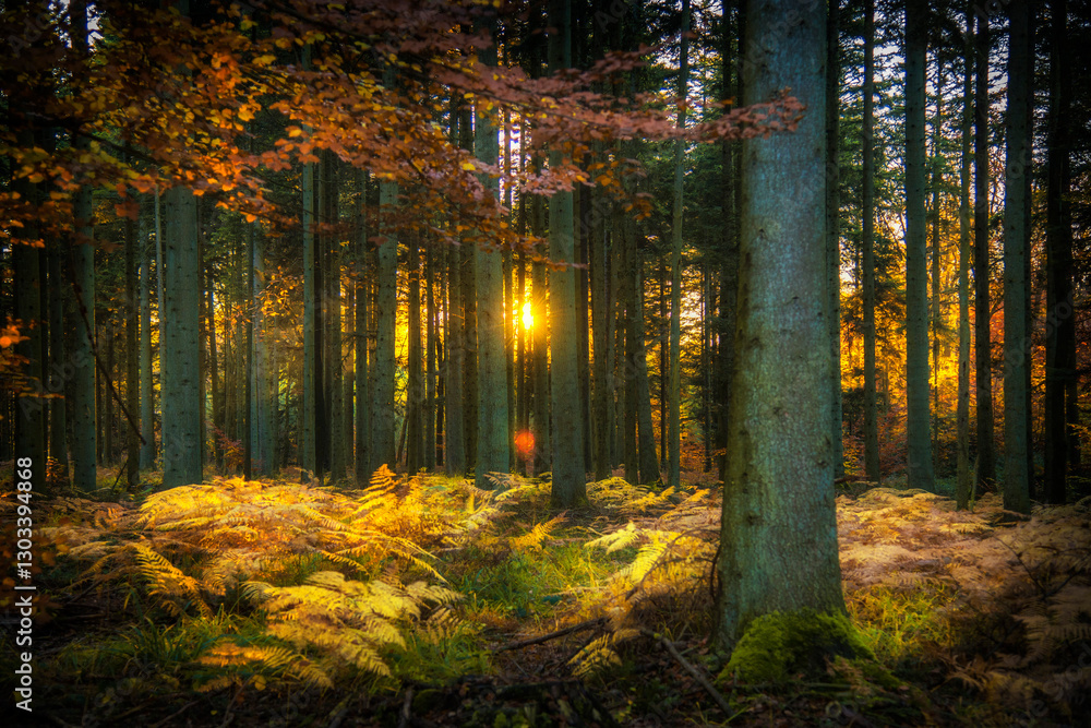 Obraz premium Forêt au couchant