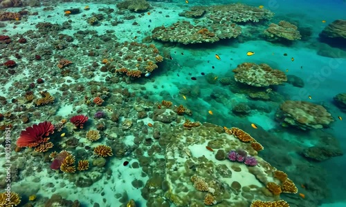 4K Aerial Footage of Vibrant Coral Reef Underwater with Marine Life, Clear Blue Ocean, Tropical Ecosystem