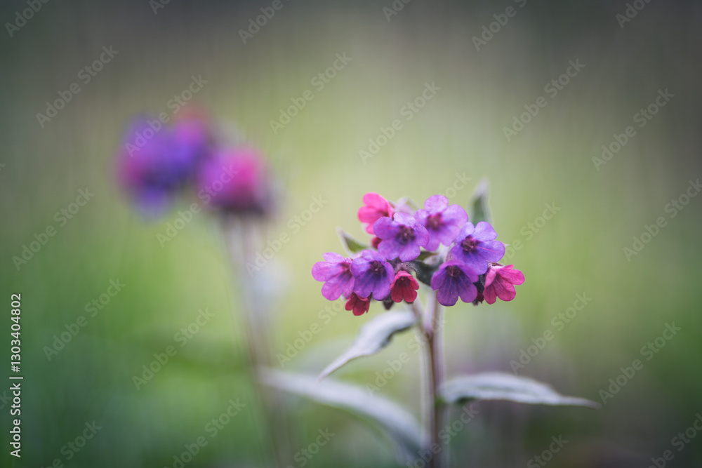 Lungwort, springtime purple flower in the meadow. Shallow depth of field. Lungwort, springtime purple flower in the meadow. Shallow depth of field.