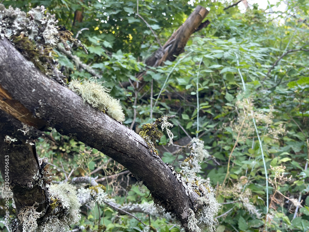 Lichen and moss cling to a weathered branch, their delicate forms contrasting with the rough bark. Surrounded by lush green foliage, the intricate textures highlight nature’s quiet resilience and beau Lichen and moss cling to a weathered branch, their delicate forms contrasting with the rough bark. Surrounded by lush green foliage, the intricate textures highlight nature’s quiet resilience and beau