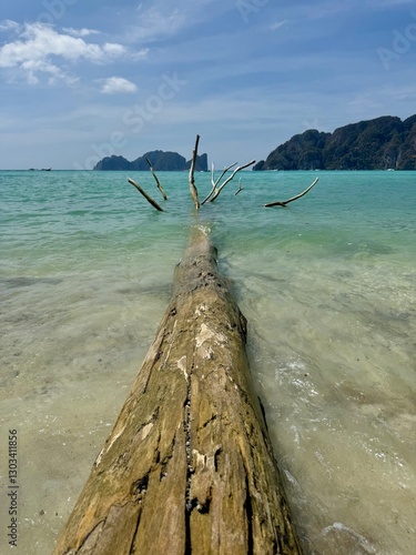 Dead tree fallen in the ocean