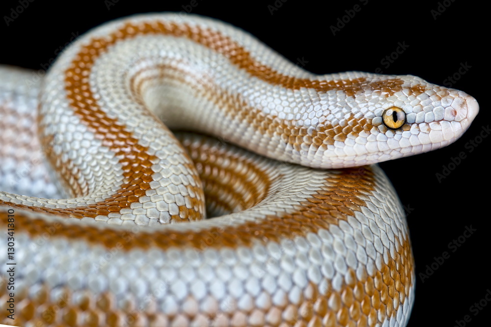 Fototapeta premium Coastal Rosy Boa (Lichanura trivirgata saslowi)