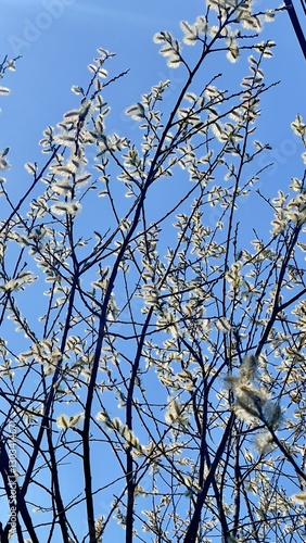 tree branches against blue sky