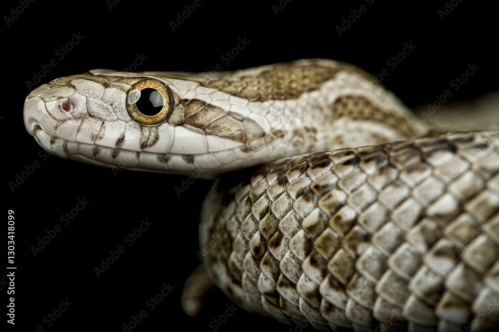 Souther Plains Ratsnake (Pantherophis emoryi meahllmorum) Souther Plains Ratsnake (Pantherophis emoryi meahllmorum)