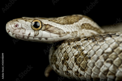 Souther Plains Ratsnake (Pantherophis emoryi meahllmorum)