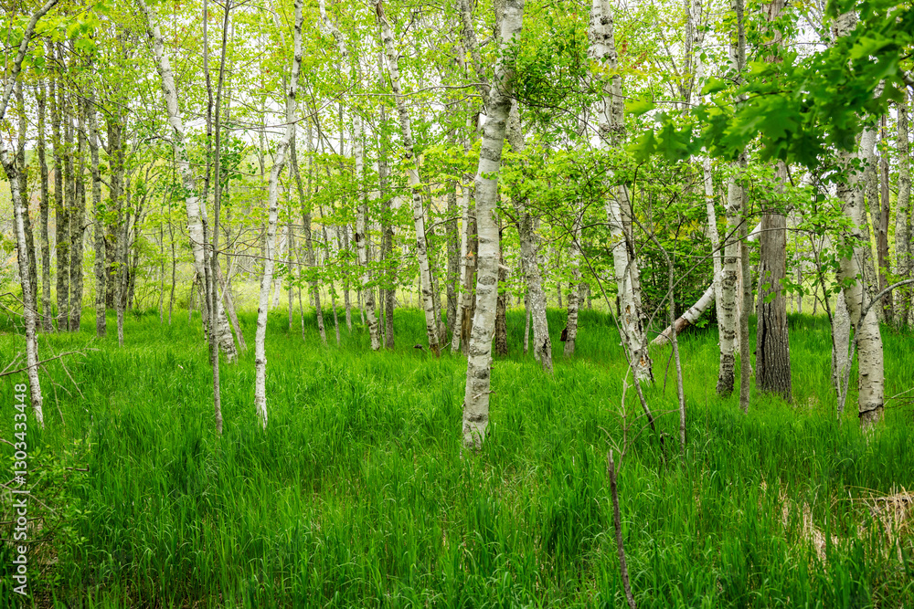 Fototapeta premium White Birch Trunks Stand In Contrast Against Bright Green Forest Floor