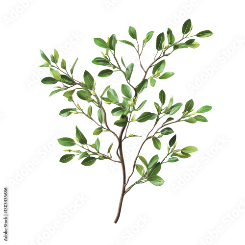 Obraz na płótnie Olive branch with lush green leaves, close up. Fresh plant isolated on white background. Concept of peace and nature w salonie