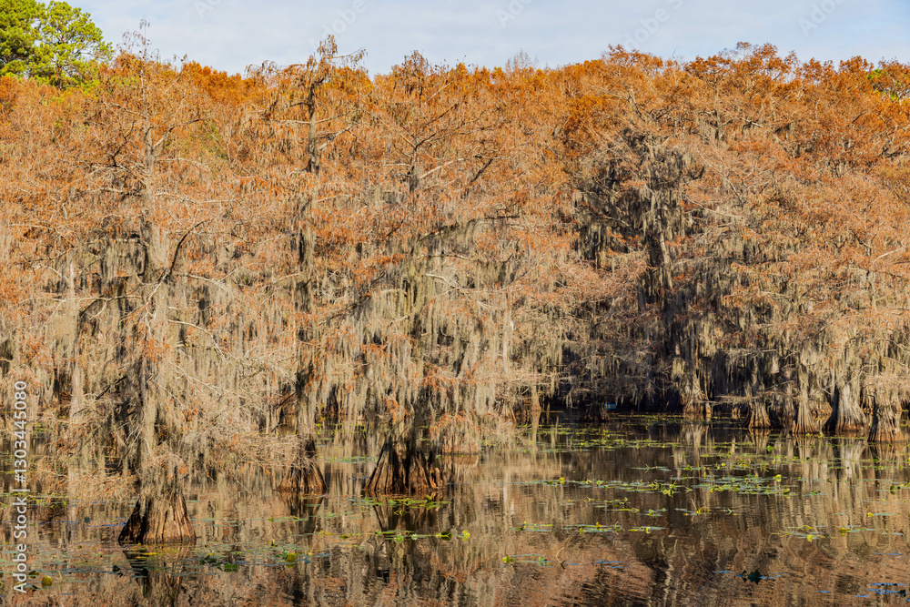 Sunny view of Caddo Lake State Park stunning fall colors.