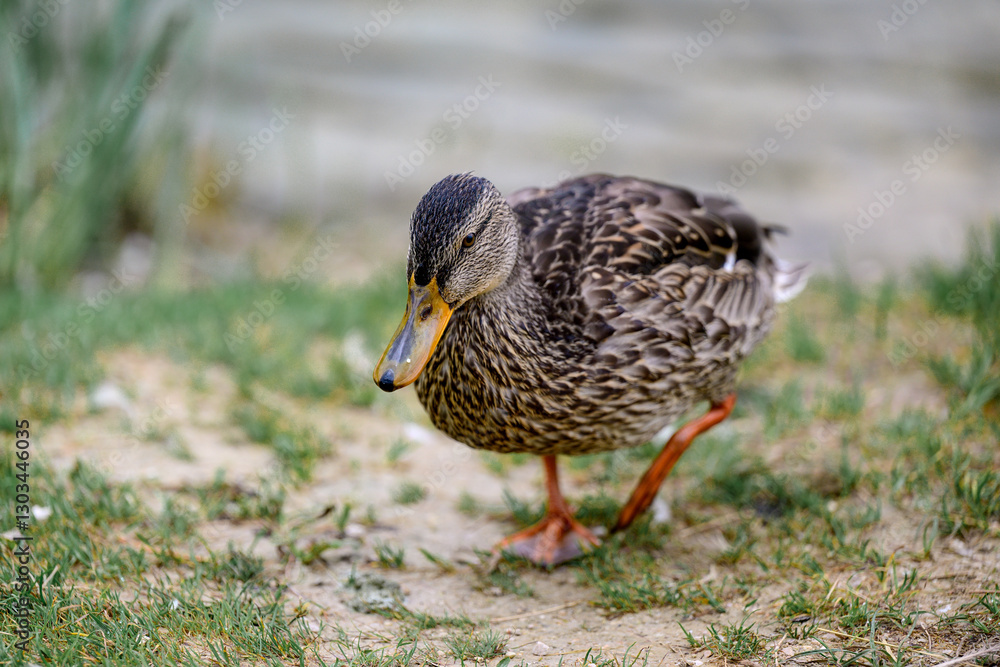 A serene female mallard duck (Anas platyrhynchos) resting on the grassy shore of a picturesque lake in the Dolomite Alps, Italy. Captured in a peaceful natural setting A serene female mallard duck (Anas platyrhynchos) resting on the grassy shore of a picturesque lake in the Dolomite Alps, Italy. Captured in a peaceful natural setting