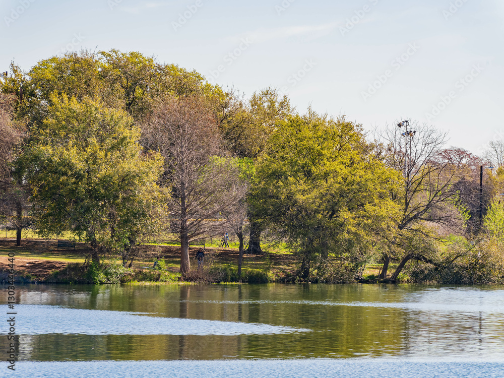 Close up of a large tree by Lady Bird Lake.
