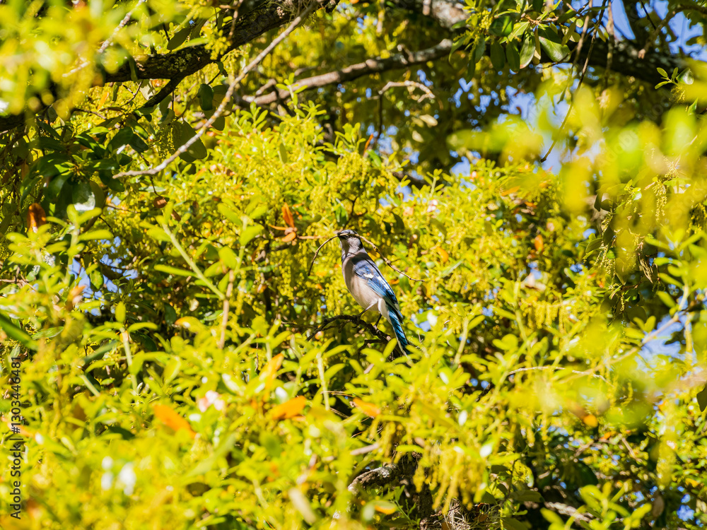 Close up shot of cute blue jay