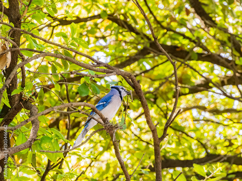 Obraz na płótnie Close up shot of cute blue jay w salonie