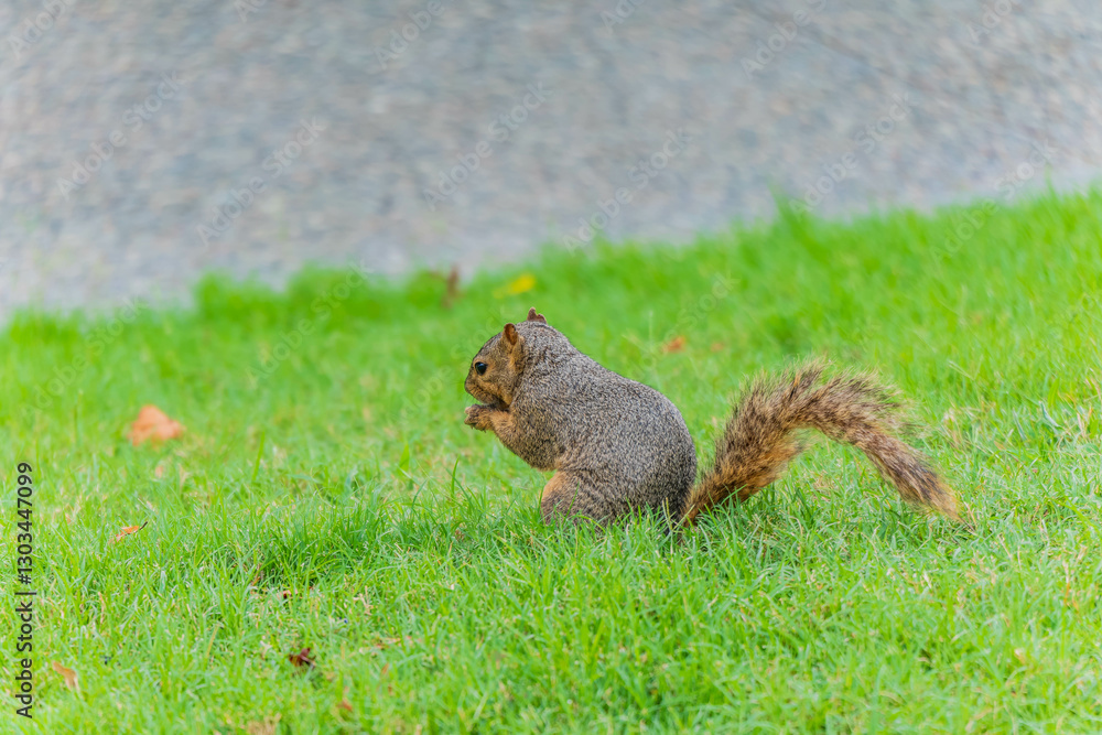 Close up shot of a cute squirrel in The Dallas Arboretum and Botanical Garden