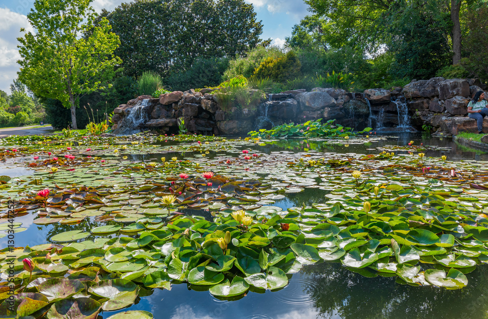 Close up shot of water lilies in The Dallas Arboretum and Botanical Garden