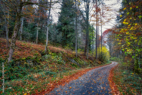 path in autumn forest