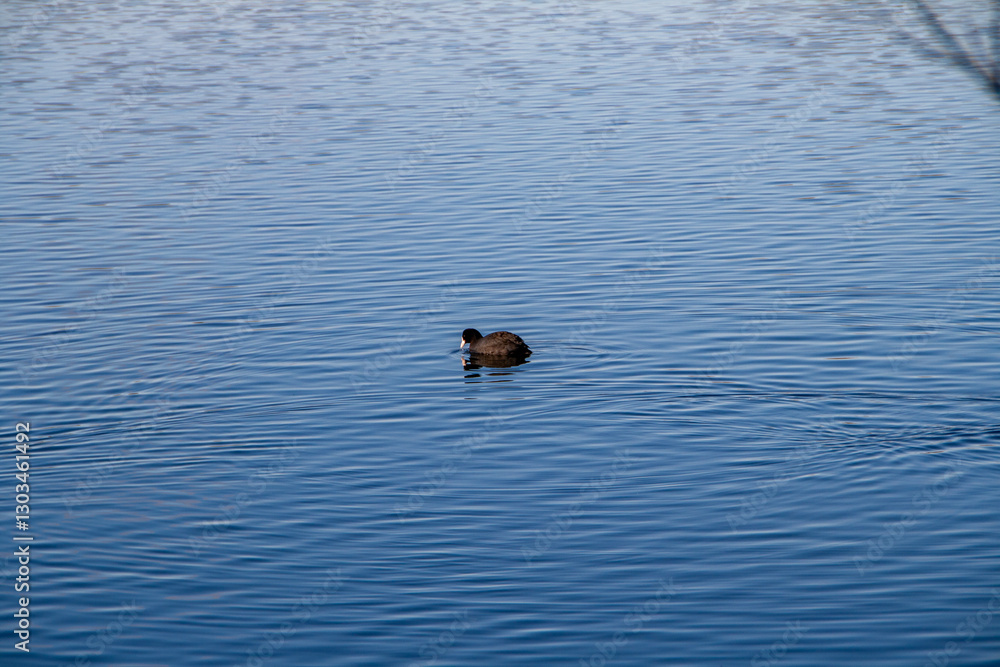 Blässhuhn auf dem Wasser Blässhuhn auf dem Wasser