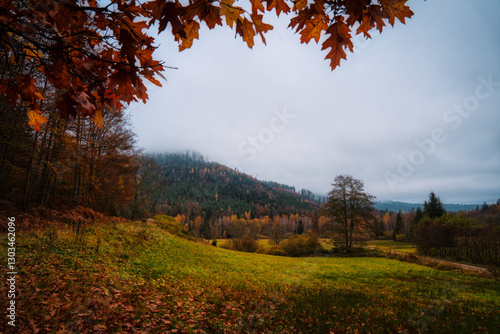 autumn in the forest