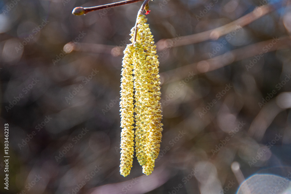 Fototapeta premium Haselnussbaum mit Blüte