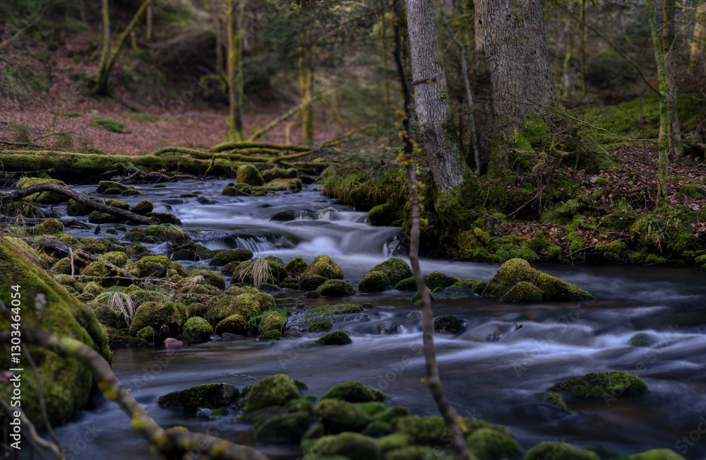 stream in the forest stream in the forest