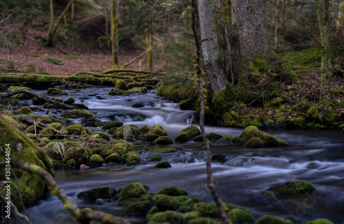 stream in the forest