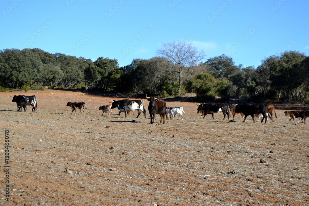Obraz premium Rural landscape with cattle grazing in spain under clear blue sky. Bull farm in Spain
