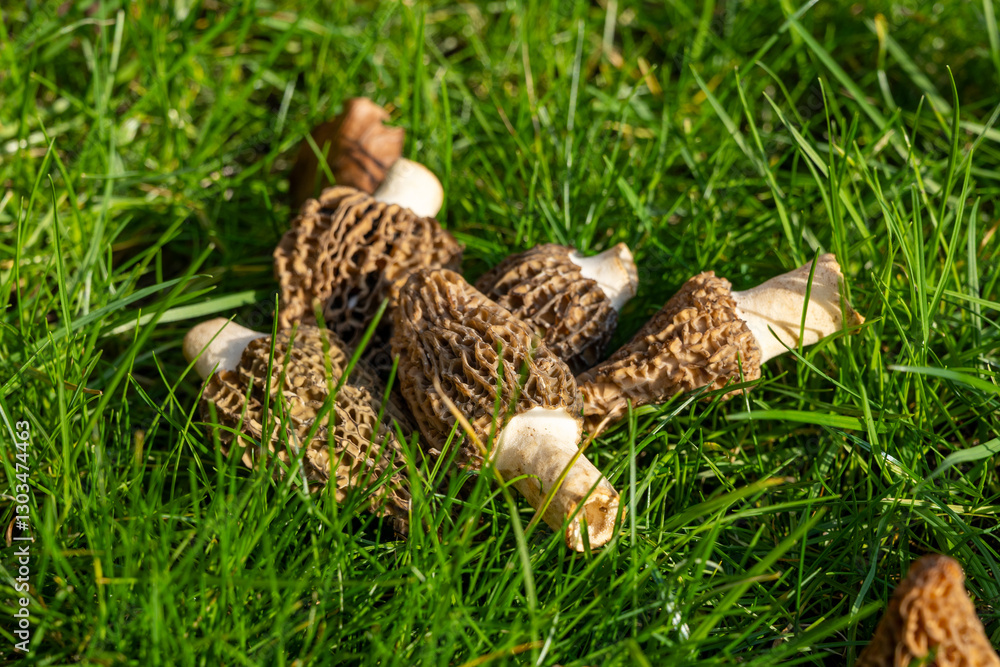 Obraz premium Growing wild spring mushrooms morchellas or true morels edible sac fungi for gourmet cooks, in Catalan and French cuisine, in green grass, harvest on morels in spring