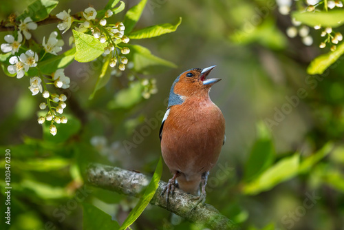 bird chaffinch male singing in park sitting on branches of blooming white bir...