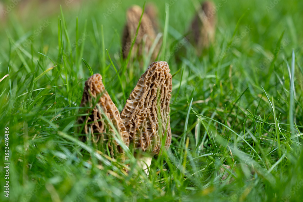 Fototapeta premium Growing wild spring mushrooms morchellas or true morels edible sac fungi for gourmet cooks, in Catalan and French cuisine, in green grass, harvest on morels in spring