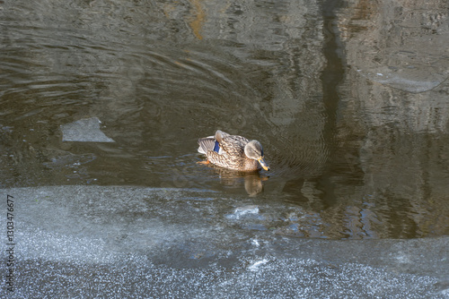 Tablou pe pânză Wild female mallard in melt water in early spring