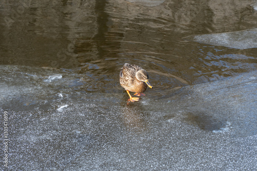 Wild female mallard in melt water in early spring. Freshwater bird anas platyrhynchos swimming and clean feathers in frozen river in springtime. Duck anatidae floating on ice lake in wildlife.