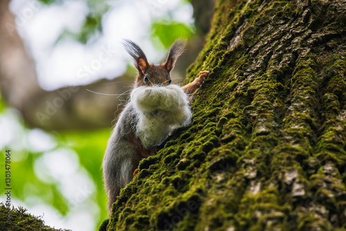 Bilde på lerret cute squirrel sitting on tree with fur in teeth for nesting